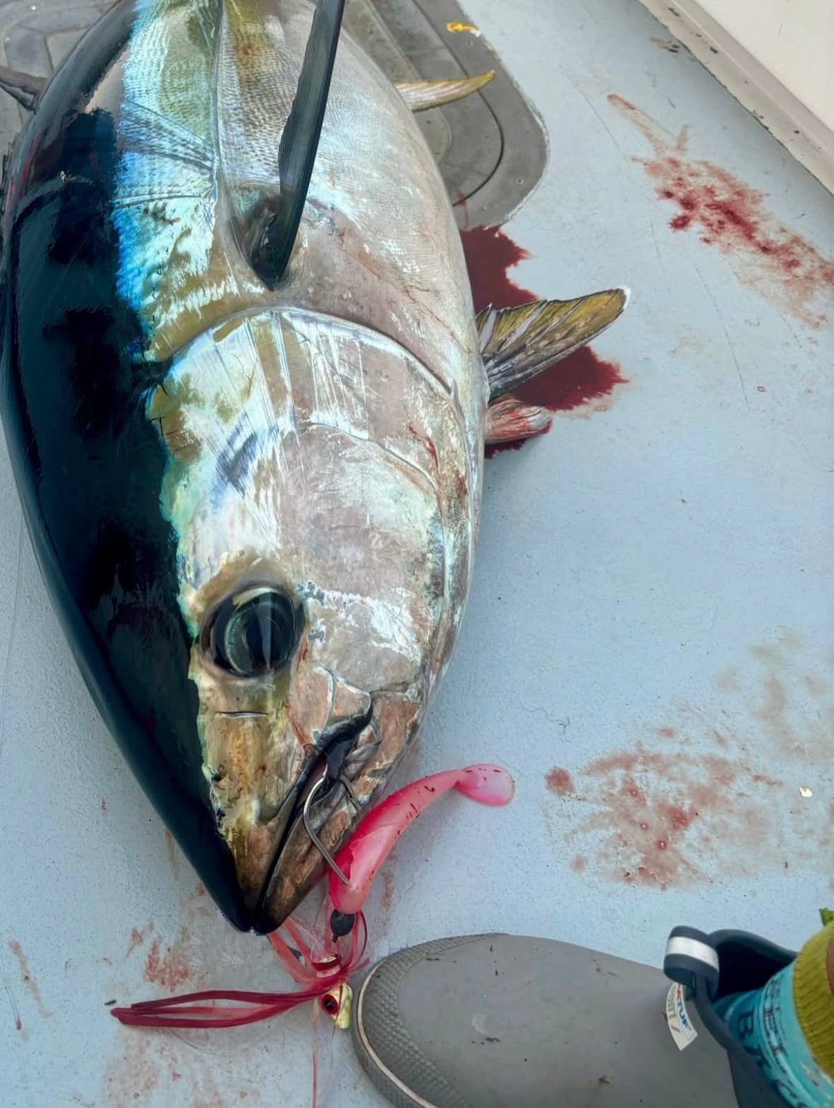 Joe Shute rigged with Magic Ballyhoo